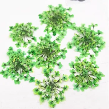 60 adet Preslenmiş Kurutulmuş Absorbe Boyalı Ammi Majus Çiçek Bitkiler Herbaryum Takı Kartpostal telefon kılıfı Fotoğraf Çerçevesi Imi DIY 2