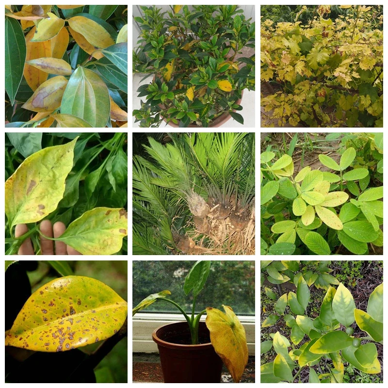 100g Bitki Gübre Yeşil Yaprak Karışık Eleman Besin Takviyeleri Yardım Bitki Büyümek Hızlı Bahçe Bonsai Görüntü 3