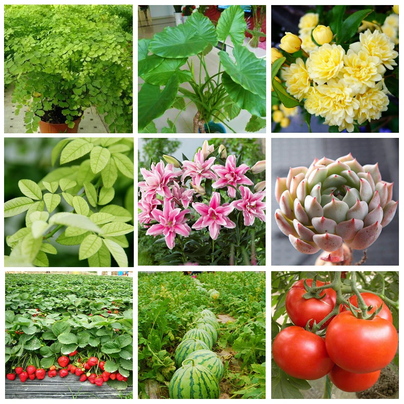 100g Bitki Gübre Yeşil Yaprak Karışık Eleman Besin Takviyeleri Yardım Bitki Büyümek Hızlı Bahçe Bonsai Görüntü 4